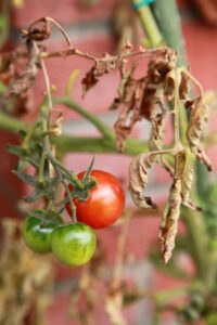 A Gardener’s Diary: One Year of Raising Tomatoes Image
